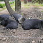 23.05.2020 Lisów. ZOO Leśne Zacisze / Wiktor Taszłow / Radio Kielce
