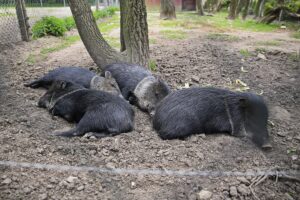 23.05.2020 Lisów. ZOO Leśne Zacisze / Wiktor Taszłow / Radio Kielce