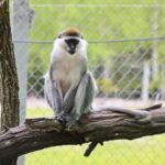 23.05.2020 Lisów. ZOO Leśne Zacisze / Wiktor Taszłow / Radio Kielce