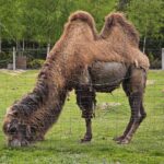 23.05.2020 Lisów. ZOO Leśne Zacisze / Wiktor Taszłow / Radio Kielce