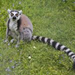 23.05.2020 Lisów. ZOO Leśne Zacisze / Wiktor Taszłow / Radio Kielce