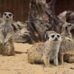 23.05.2020 Lisów. ZOO Leśne Zacisze / Wiktor Taszłow / Radio Kielce