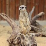 23.05.2020 Lisów. ZOO Leśne Zacisze / Wiktor Taszłow / Radio Kielce