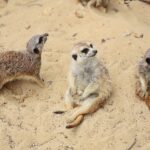 23.05.2020 Lisów. ZOO Leśne Zacisze / Wiktor Taszłow / Radio Kielce