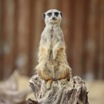 23.05.2020 Lisów. ZOO Leśne Zacisze / Wiktor Taszłow / Radio Kielce