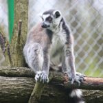 23.05.2020 Lisów. ZOO Leśne Zacisze / Wiktor Taszłow / Radio Kielce