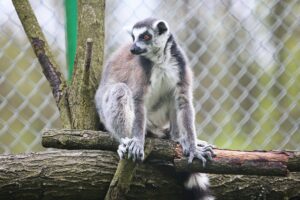 23.05.2020 Lisów. ZOO Leśne Zacisze / Wiktor Taszłow / Radio Kielce