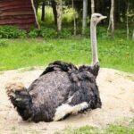 23.05.2020 Lisów. ZOO Leśne Zacisze / Wiktor Taszłow / Radio Kielce