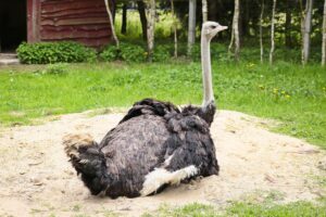 23.05.2020 Lisów. ZOO Leśne Zacisze / Wiktor Taszłow / Radio Kielce