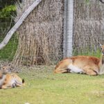 23.05.2020 Lisów. ZOO Leśne Zacisze / Wiktor Taszłow / Radio Kielce