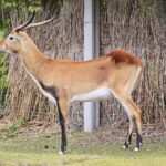 23.05.2020 Lisów. ZOO Leśne Zacisze / Wiktor Taszłow / Radio Kielce