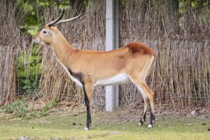 23.05.2020 Lisów. ZOO Leśne Zacisze / Wiktor Taszłow / Radio Kielce