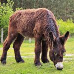 23.05.2020 Lisów. ZOO Leśne Zacisze / Wiktor Taszłow / Radio Kielce