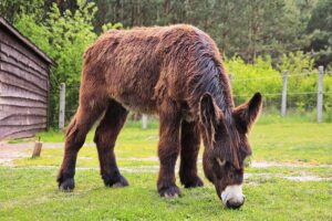 23.05.2020 Lisów. ZOO Leśne Zacisze / Wiktor Taszłow / Radio Kielce