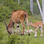 23.05.2020 Lisów. ZOO Leśne Zacisze / Wiktor Taszłow / Radio Kielce