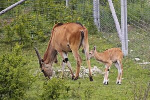 23.05.2020 Lisów. ZOO Leśne Zacisze / Wiktor Taszłow / Radio Kielce