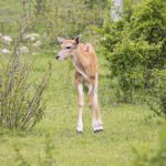 23.05.2020 Lisów. ZOO Leśne Zacisze / Wiktor Taszłow / Radio Kielce