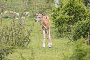 23.05.2020 Lisów. ZOO Leśne Zacisze / Wiktor Taszłow / Radio Kielce