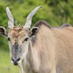 23.05.2020 Lisów. ZOO Leśne Zacisze / Wiktor Taszłow / Radio Kielce