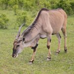 23.05.2020 Lisów. ZOO Leśne Zacisze / Wiktor Taszłow / Radio Kielce