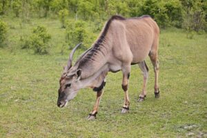 23.05.2020 Lisów. ZOO Leśne Zacisze / Wiktor Taszłow / Radio Kielce