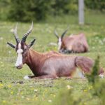 23.05.2020 Lisów. ZOO Leśne Zacisze / Wiktor Taszłow / Radio Kielce