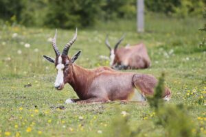 23.05.2020 Lisów. ZOO Leśne Zacisze / Wiktor Taszłow / Radio Kielce