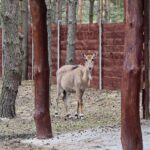 23.05.2020 Lisów. ZOO Leśne Zacisze / Wiktor Taszłow / Radio Kielce