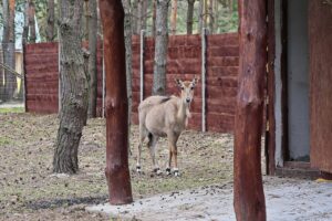 23.05.2020 Lisów. ZOO Leśne Zacisze / Wiktor Taszłow / Radio Kielce