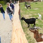 23.05.2020 Lisów. ZOO Leśne Zacisze / Wiktor Taszłow / Radio Kielce