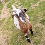 23.05.2020 Lisów. ZOO Leśne Zacisze / Wiktor Taszłow / Radio Kielce