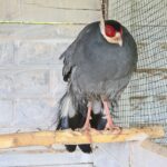 23.05.2020 Lisów. ZOO Leśne Zacisze / Wiktor Taszłow / Radio Kielce