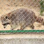 23.05.2020 Lisów. ZOO Leśne Zacisze / Wiktor Taszłow / Radio Kielce