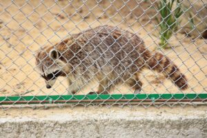 23.05.2020 Lisów. ZOO Leśne Zacisze / Wiktor Taszłow / Radio Kielce