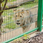23.05.2020 Lisów. ZOO Leśne Zacisze / Wiktor Taszłow / Radio Kielce