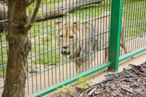 23.05.2020 Lisów. ZOO Leśne Zacisze / Wiktor Taszłow / Radio Kielce