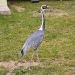 23.05.2020 Lisów. ZOO Leśne Zacisze / Wiktor Taszłow / Radio Kielce