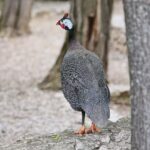 23.05.2020 Lisów. ZOO Leśne Zacisze / Wiktor Taszłow / Radio Kielce