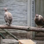 23.05.2020 Lisów. ZOO Leśne Zacisze / Wiktor Taszłow / Radio Kielce