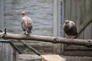 23.05.2020 Lisów. ZOO Leśne Zacisze / Wiktor Taszłow / Radio Kielce