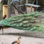 23.05.2020 Lisów. ZOO Leśne Zacisze / Wiktor Taszłow / Radio Kielce