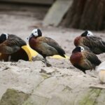 23.05.2020 Lisów. ZOO Leśne Zacisze / Wiktor Taszłow / Radio Kielce