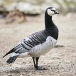 23.05.2020 Lisów. ZOO Leśne Zacisze / Wiktor Taszłow / Radio Kielce