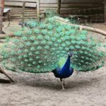 23.05.2020 Lisów. ZOO Leśne Zacisze / Wiktor Taszłow / Radio Kielce