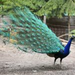 23.05.2020 Lisów. ZOO Leśne Zacisze / Wiktor Taszłow / Radio Kielce