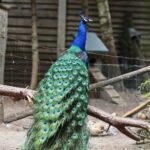 23.05.2020 Lisów. ZOO Leśne Zacisze / Wiktor Taszłow / Radio Kielce