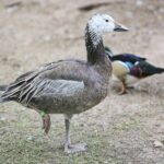 23.05.2020 Lisów. ZOO Leśne Zacisze / Wiktor Taszłow / Radio Kielce