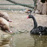 23.05.2020 Lisów. ZOO Leśne Zacisze / Wiktor Taszłow / Radio Kielce