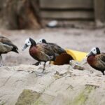 23.05.2020 Lisów. ZOO Leśne Zacisze / Wiktor Taszłow / Radio Kielce