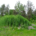 31.05.2020 Krzemionki Opatowskie. Rezerwat Krzemionki. Osada neolityczna / Emilia Sitarska / Radio Kielce